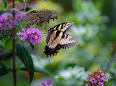 Danaus plexippus