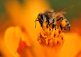 Apis mellifera