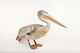 Pelecanus