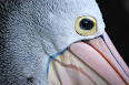 Pelecanus