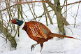 Phasianus colchicus