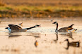 Branta canadensis