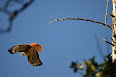 Buteo jamaicensis