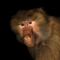 قرد الرباح – بابون