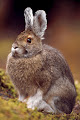 أرنب ثلجي أمريكي - جيو عربي