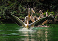 Pelecanus