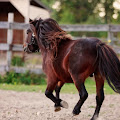 حصان القزم الأرجنتيني - جيو عربي