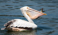 Pelecanus
