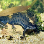 Paramesotriton hongkongensis