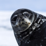 Weddell Seal