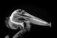 Pelecanus