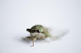 Cicadoidea