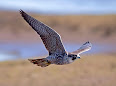 Falco peregrinus