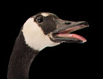 Branta canadensis