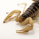 Scorpiones