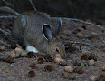 Lepus americanus