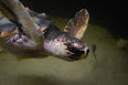 Caretta caretta