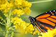 Danaus plexippus