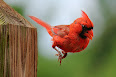 Cardinalis cardinalis