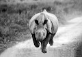وحيد قرن هندي  - جيو عربي
