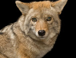 Canis latrans