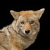 Canis latrans