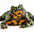 Bombina orientalis