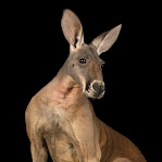 Macropus rufus