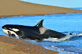 Orcinus orca