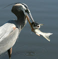 Ardea herodias