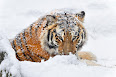 Panthera tigris altaica