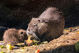 Myocastor coypus