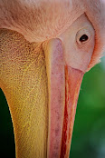 Pelecanus