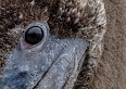 Pelecanus