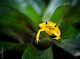 Phyllobates terribilis