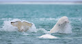 الحوت الأبيض - جيو عربي