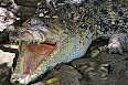 Crocodylus porosus