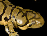 Ambystoma tigrinum