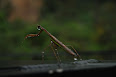 Mantis religiosa