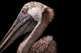 Pelecanus