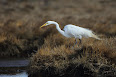 Ardea alba
