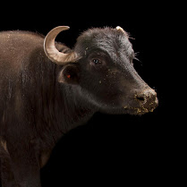 جاموس الماء