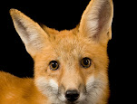 Vulpes vulpes
