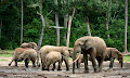 فيل الغابات الأفريقي - جيو عربي