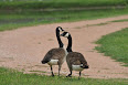 Branta canadensis
