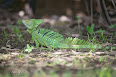 Basiliscus plumifrons