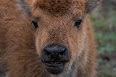 Bison bison