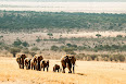 Loxodonta africana