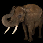 African Elephant