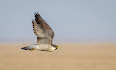 Falco peregrinus